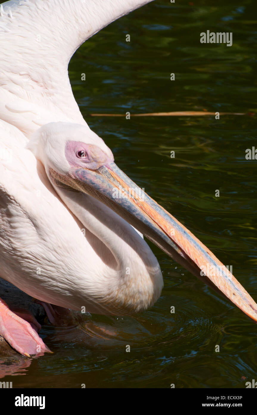 Rosa-backed Pelikan (Pelecanus saniert), San Diego Zoo Safari Park, San Diego County, Kalifornien Stockfoto