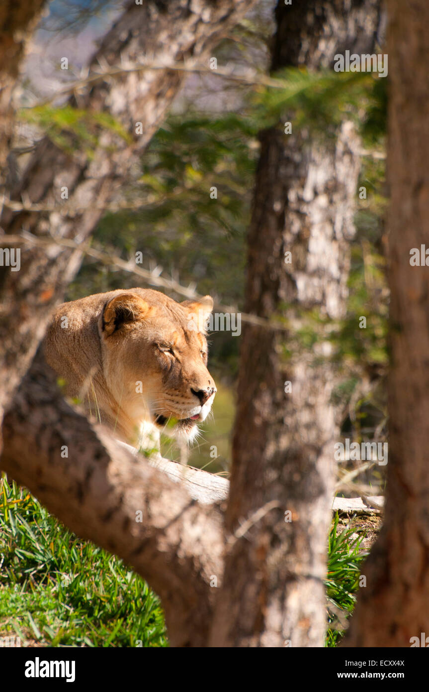 Löwe (Panthera Leo), San Diego Zoo Safari Park, San Diego County, Kalifornien Stockfoto Löwe (Panthera Leo), San Diego Zoo Safari Park, San Diego County, Kalifornien Stockfoto
