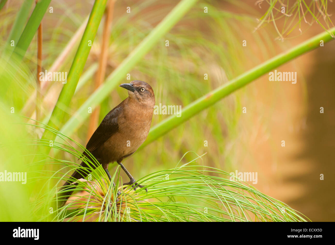 Groß-tailed Grackle (Quiscalus Mexicanus), San Diego Zoo Safari Park, San Diego County, Kalifornien Stockfoto