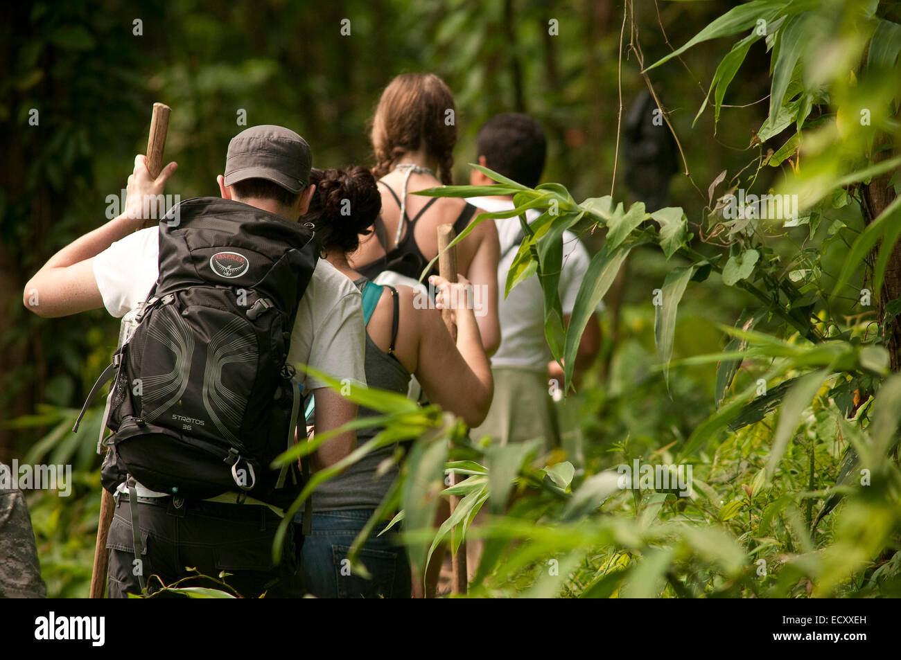 El Pino, Atlaneida, Honduras. 2. Mai 2013. 01.05.2014 la Ceiba, Honduras. Eine Gruppe wandert durch einen ehemaligen Kaffeeplantage am Rande des Pico Bonita nationaler Parcque, eines der größten und am weitesten entfernten Parks in Honduras. Die bergige Regenwald ist Heimat von mehr als 400 Vogelarten im Laufe des Jahres. Gelegen in der Nähe von der Karibikküste und am Fuße des größten Berges Länder, ist es eine Winter-Destination für viele nordamerikanische Zugvogelarten. © Ralph Lauer/ZUMA Draht/Alamy Live-Nachrichten Stockfoto