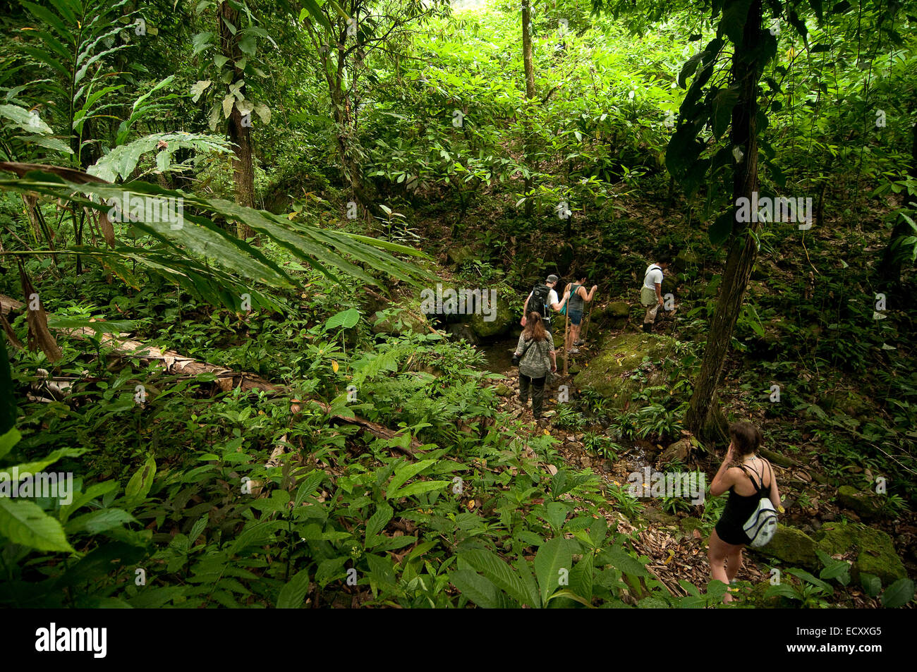 El Pino, Atlaneida, Honduras. 2. Mai 2013. 01.05.2014 la Ceiba, Honduras. Eine Gruppe Wanderungen durch Pico Bonita nationaler Parcque, eines der größten und am weitesten entfernten Parks in Honduras. Die bergige Regenwald ist Heimat von mehr als 400 Vogelarten im Laufe des Jahres. Gelegen in der Nähe von der Karibikküste und am Fuße des größten Berges Länder, ist es eine Winter-Destination für viele nordamerikanische Zugvogelarten. © Ralph Lauer/ZUMA Draht/Alamy Live-Nachrichten Stockfoto