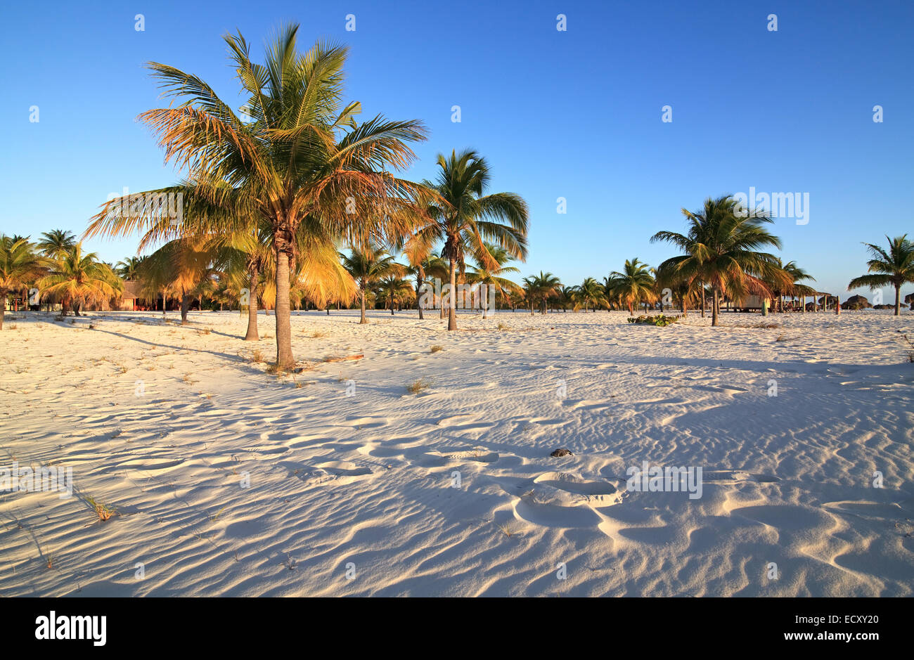 Palmen Sie auf dem weißen Sand. Playa Sirena. Cayo Largo. Kuba. Stockfoto