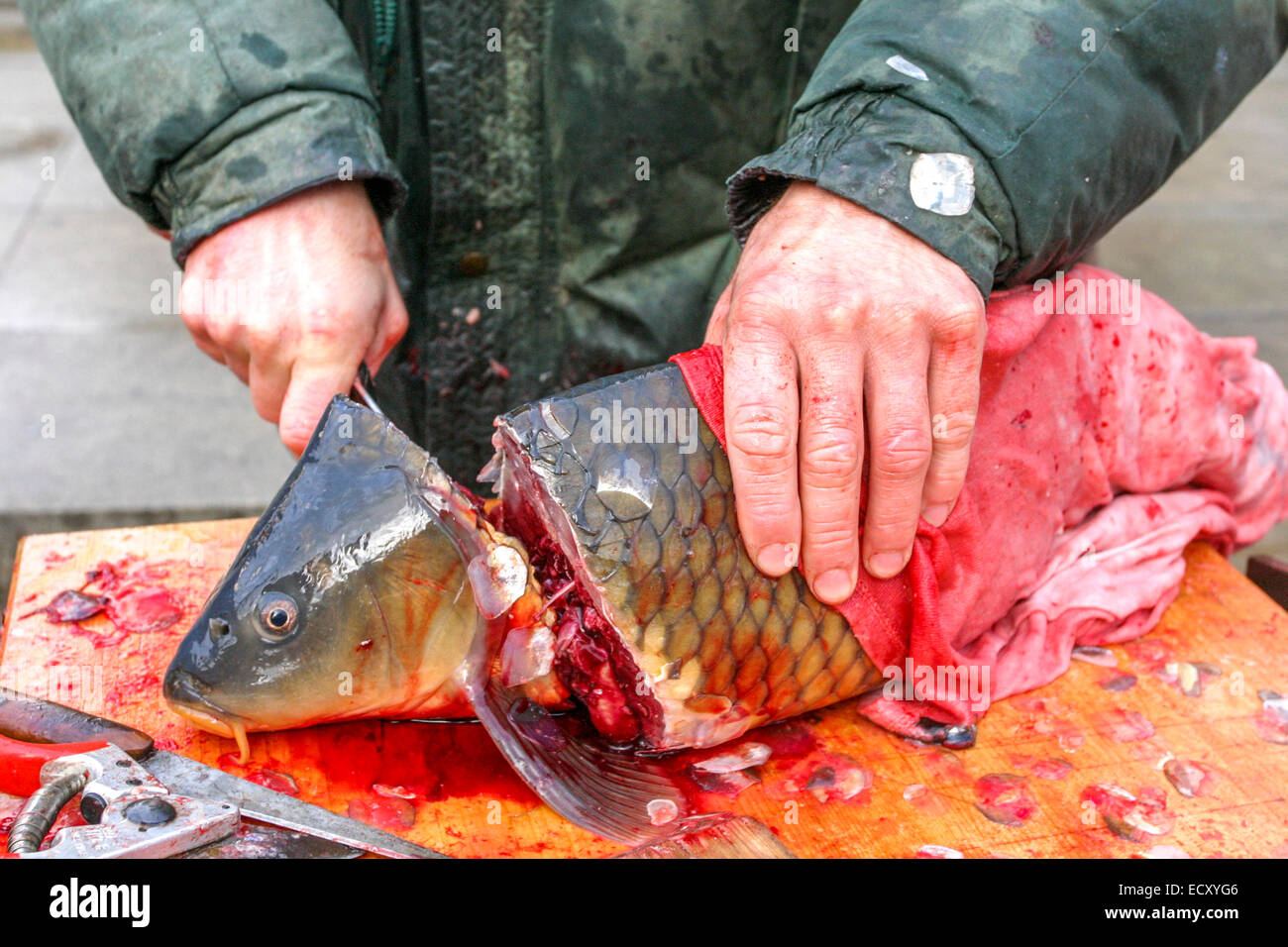 Prager Weihnachtskarpfen, Tschechische Republik, Straßenmarktstand tötet ein Tier tschechischer Weihnachtskarpfenlieferant schneidet Fischkopf traditionelle Weihnachtszeit Stockfoto