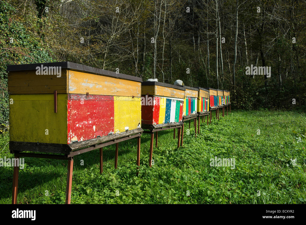 Bienenstock im Holz Stockfoto