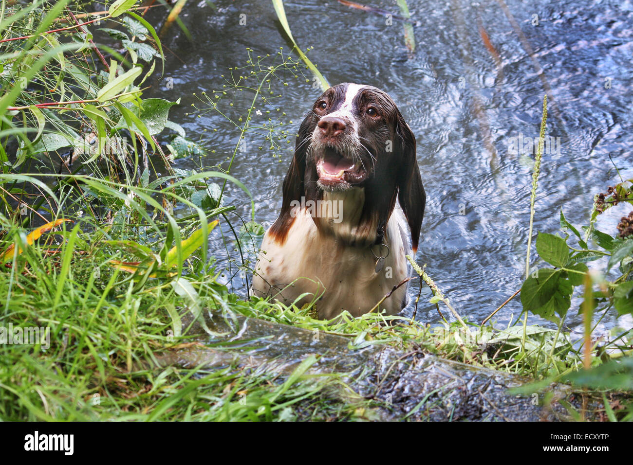 Hund von selbst Fotos und Bildmaterial in hoher Auflösung Alamy