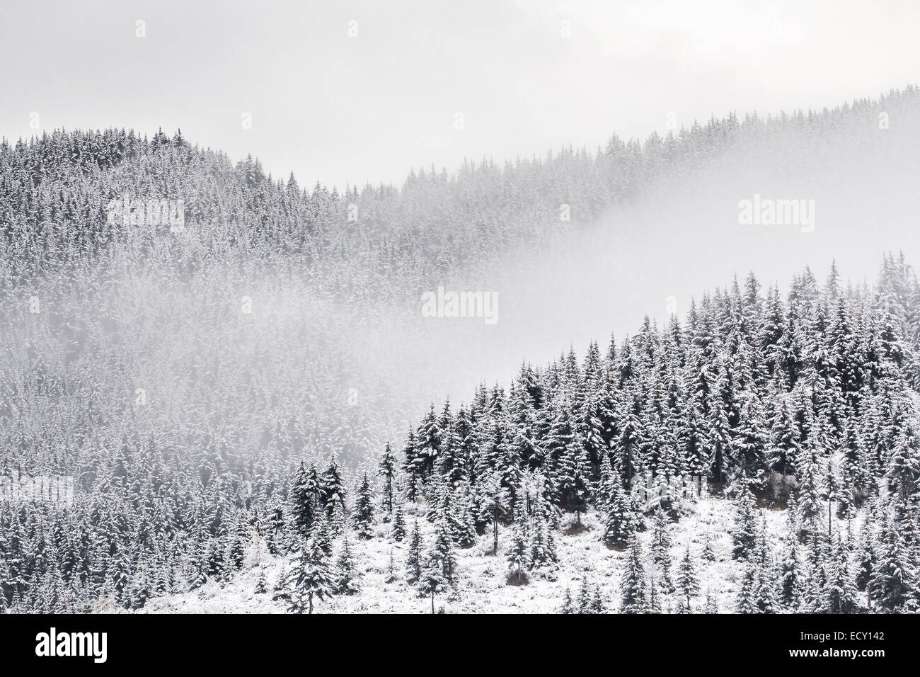 Hohen Berg schneebedeckten Fichtenwald, Raureif und der Nebel in Huanglong, China gedeckt. Stockfoto