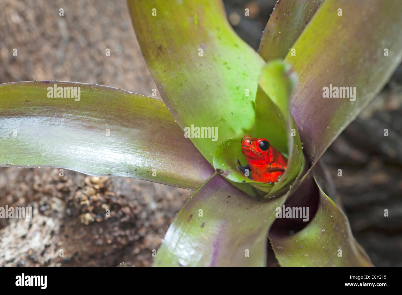 Bromelien frosch -Fotos und -Bildmaterial in hoher Auflsung  Alamy