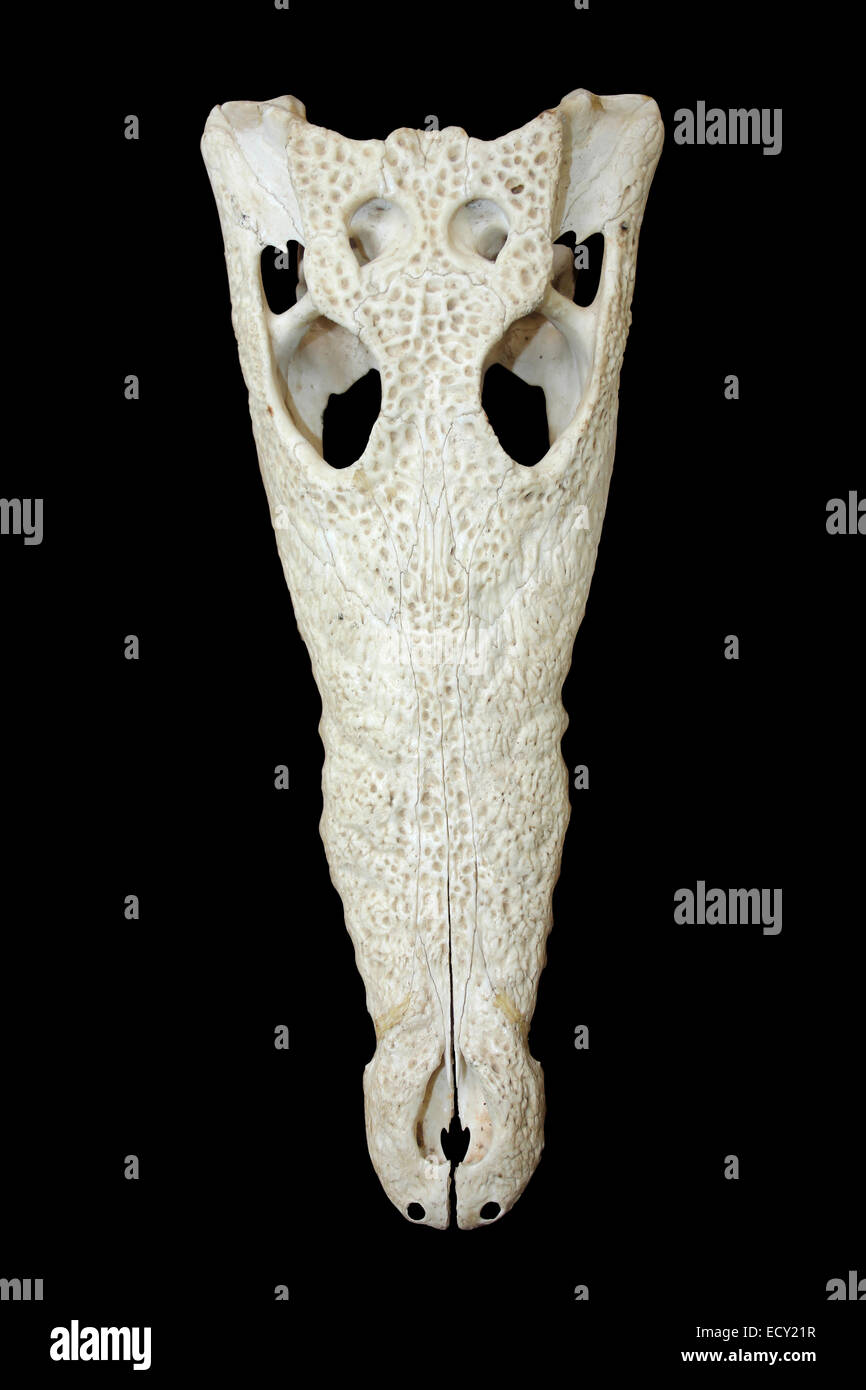 Die Zeichnungssammlung Krokodil Crocodylus Moreletii Schädel Stockfoto