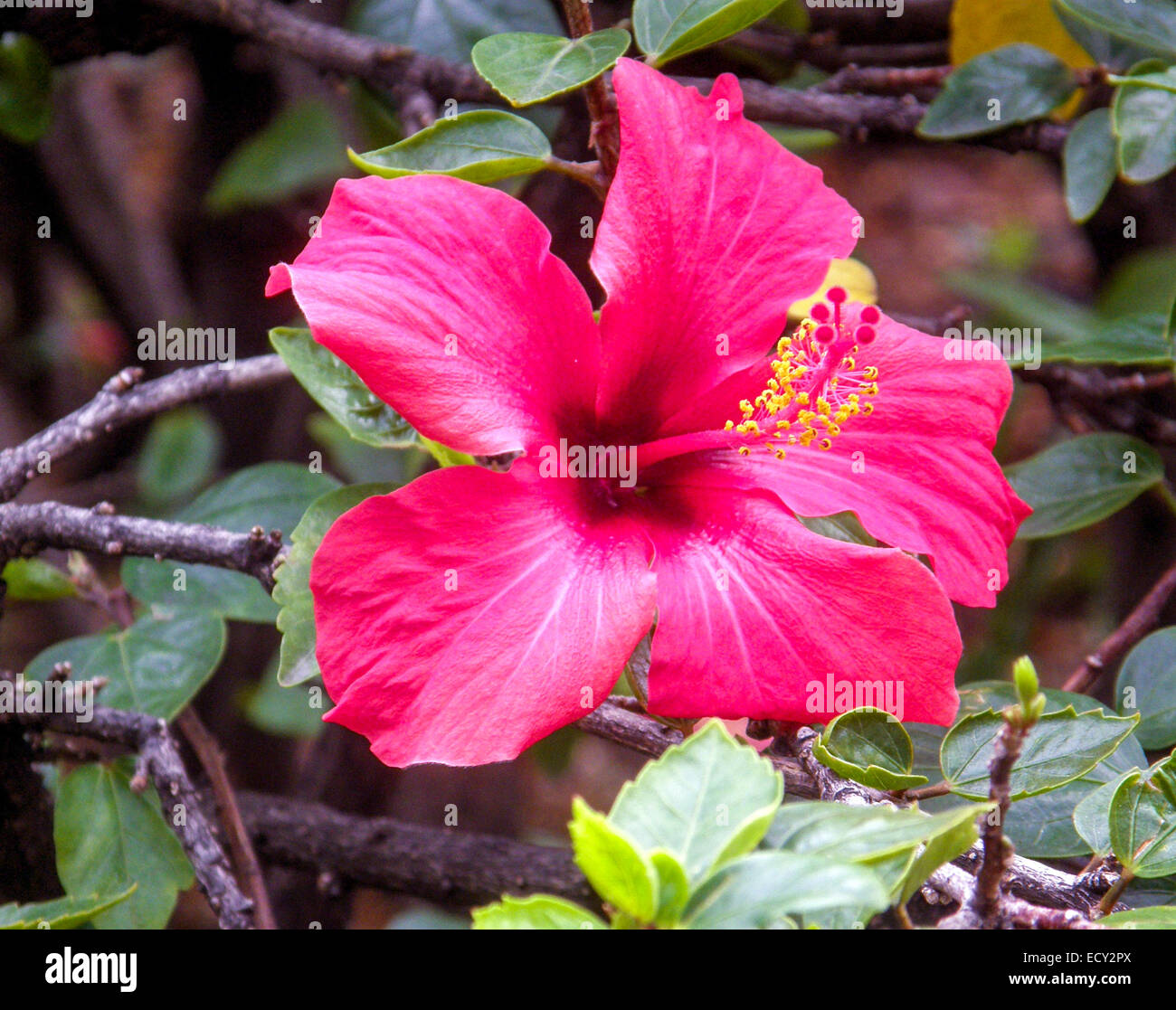 Hibiskus Stockfoto