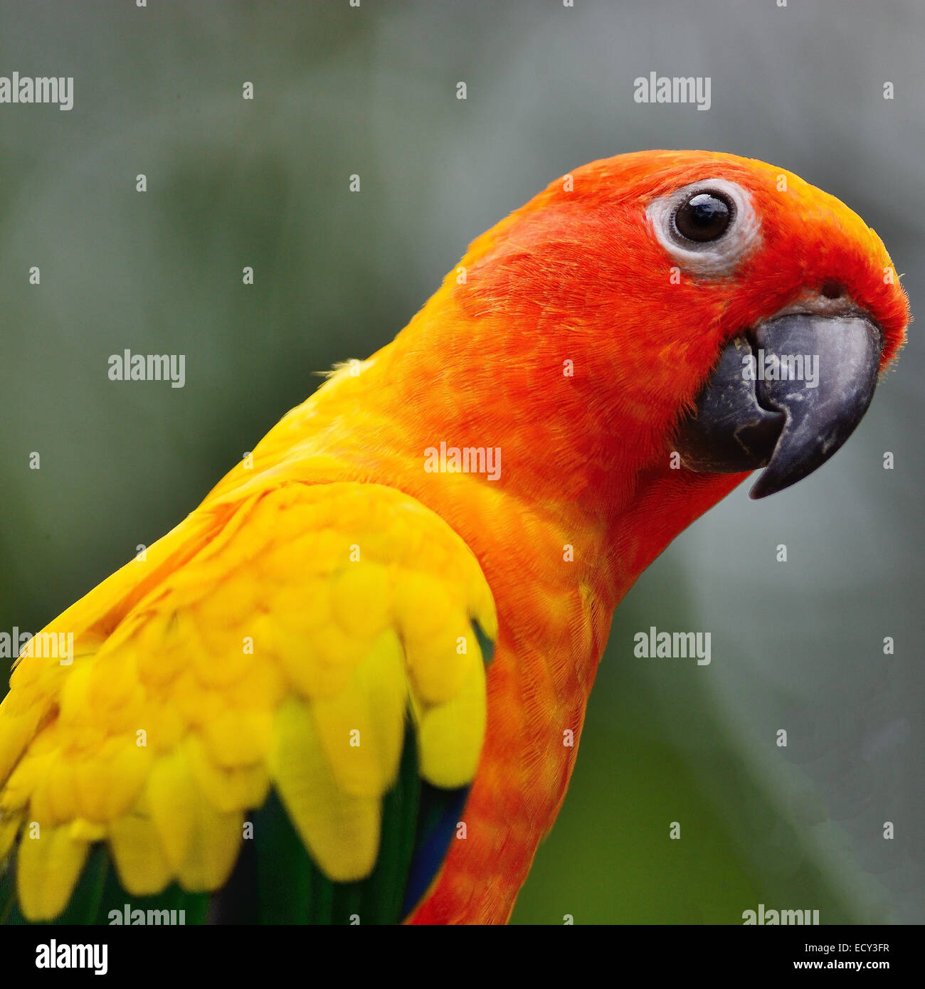 Bunte Papagei, Sun Conure (Aratinga Solstitialis) Seite und Gesicht Profil Stockfoto
