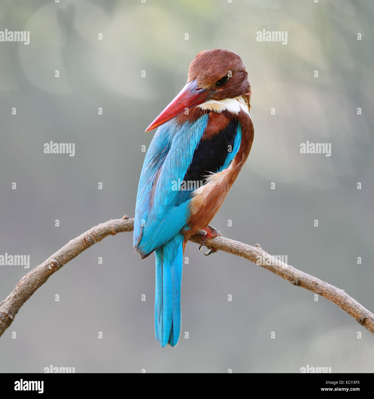 Wunderschöner Eisvogel Vogel, weißes-throated Kingfisher (Halcyon Pileata), stehend auf einem Ast, Profil zurück Stockfoto