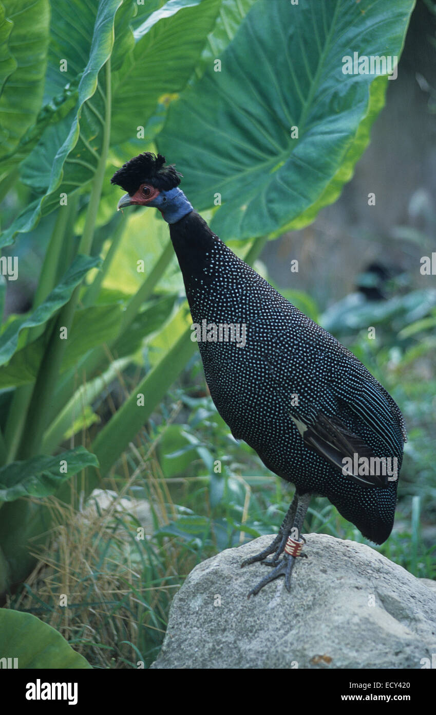 Perlhühner (Guttera Pucherani), Crested Helmperlhuhns, Afrika Stockfoto