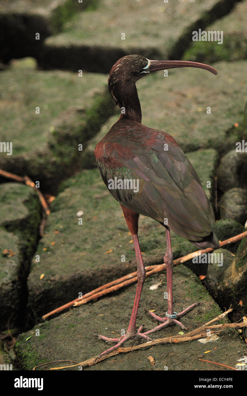 Sichler, Plegadis Falcinellus, Threskiornithidae, tropischen Region der Welt Stockfoto