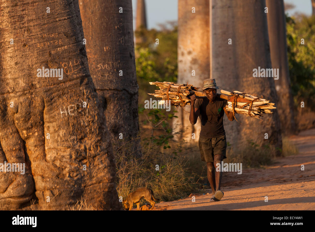 Alter Mann tragen Bündel Holz, Baobab-Allee, Morondava, Madagaskar Stockfoto