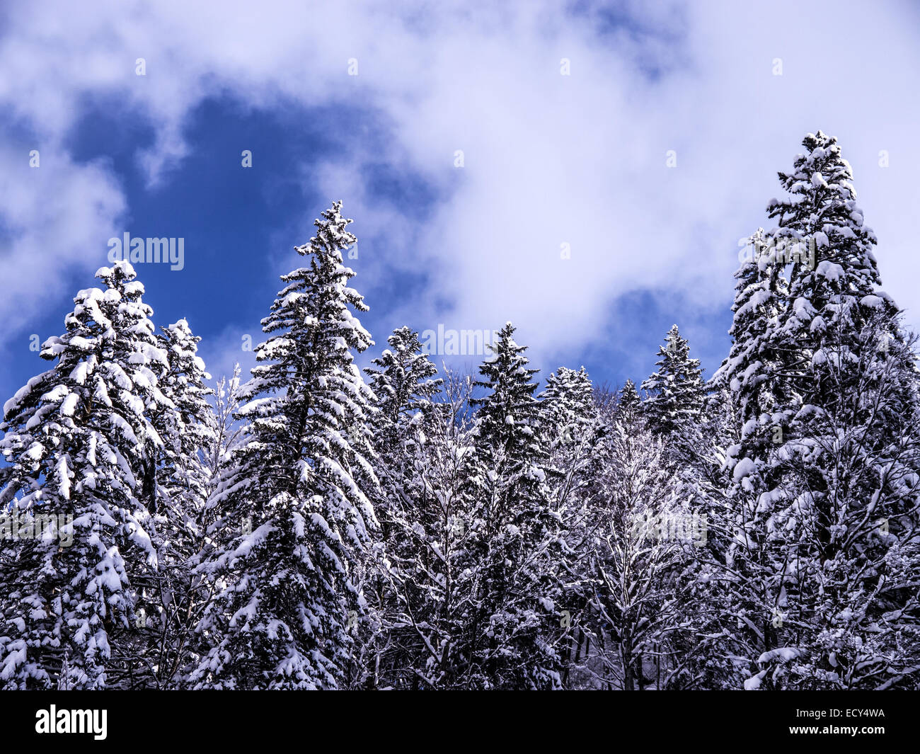 Tannenwald und blau bewölktem Himmel im winter Stockfoto