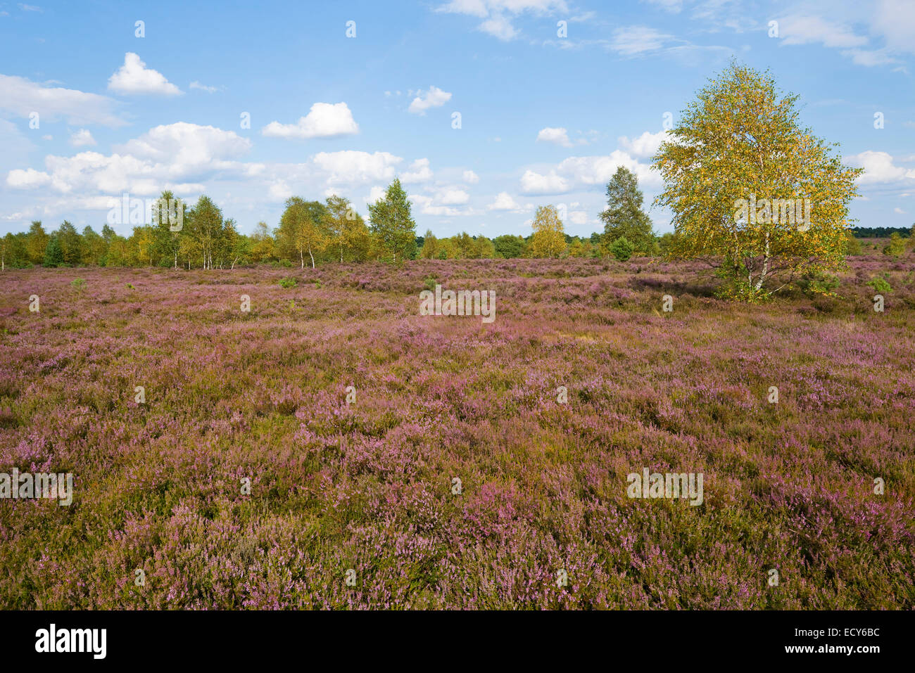 Blühende Heidekraut (Calluna Vulgaris) und Silber Birken (Betula Pendel) mit herbstlichen Laub, Naturschutzgebiet Lüneburger Heide Stockfoto