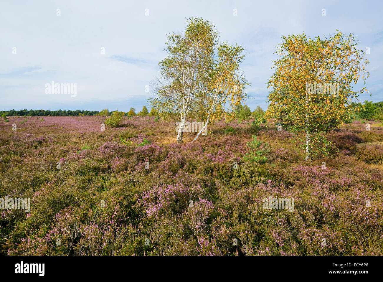 Blühende Heidekraut (Calluna Vulgaris) und Silber Birken (Betula Pendel) mit herbstlichen Laub, Naturschutzgebiet Lüneburger Heide Stockfoto