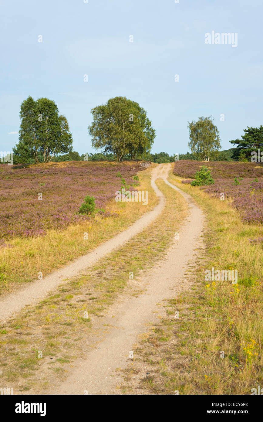 Weg durch die Heide, Naturschutzgebiet Lüneburger Heide, Niedersachsen, Deutschland Stockfoto