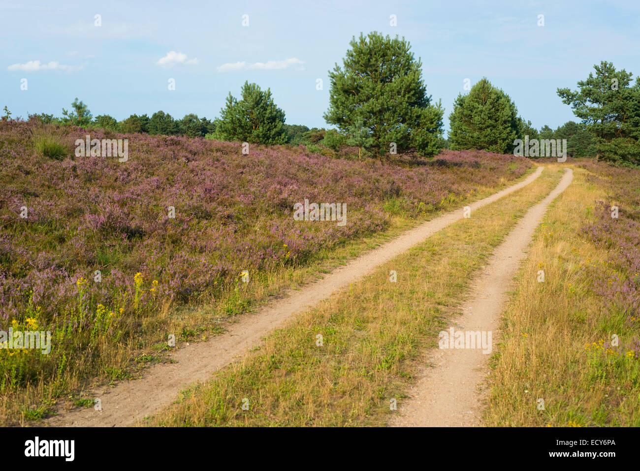 Weg durch die Heide, Naturschutzgebiet Lüneburger Heide, Niedersachsen, Deutschland Stockfoto