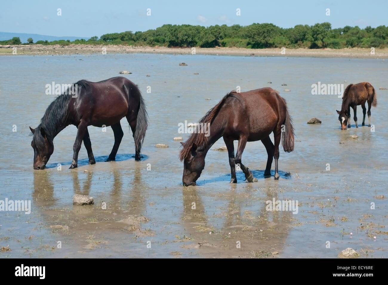 Wilde Pferde mit Fohlen am Teich der Giara di Gesturi, Provinz Medio Campidano, Pauli Majori, Sardinien, Italien Stockfoto