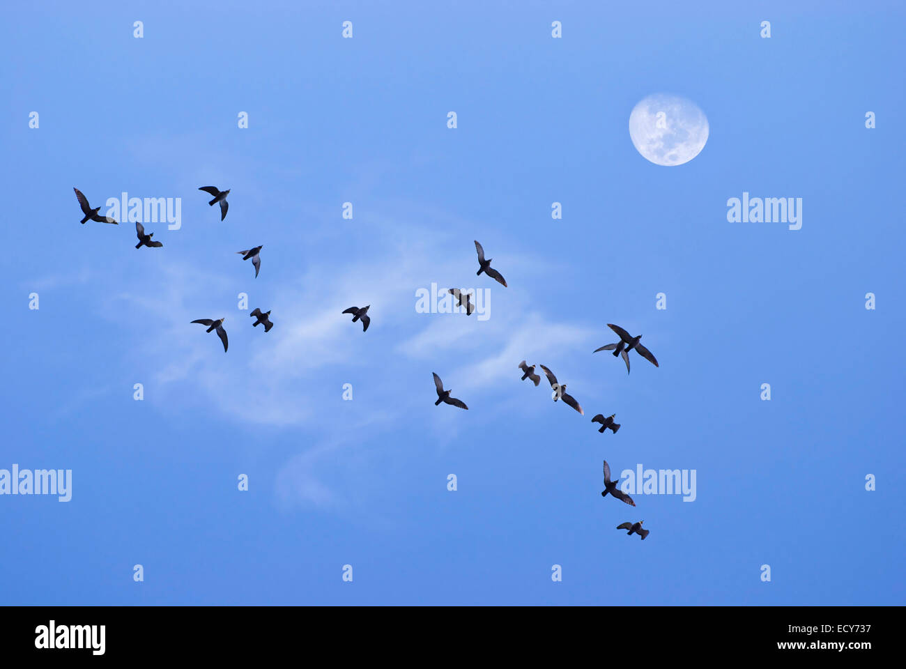 Vogelschwarm fliegt zum Mond am Abendhimmel Stockfoto