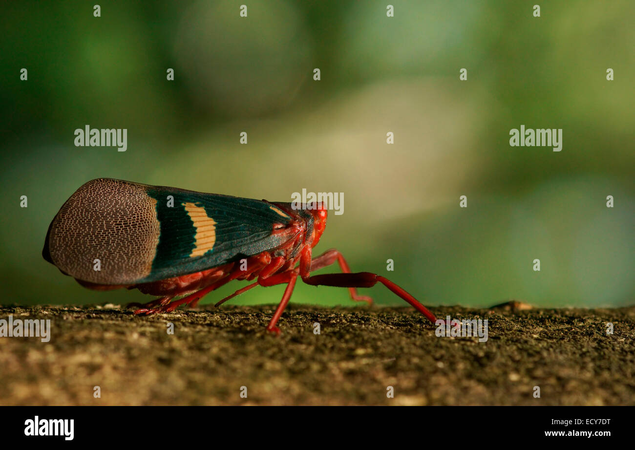 Laterne-Bug (Scamandra Tethis), Tangkoko Batuangus Nature Reserve, Sulawesi, Indonesien Stockfoto