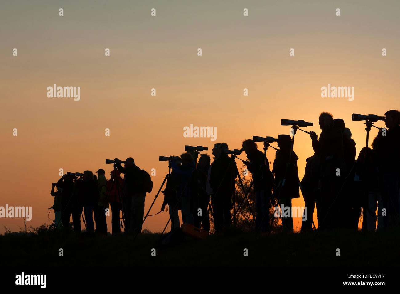 Vogelbeobachtung, Silhouetten von Menschen mit dem Fernglas gegen den Abendhimmel, Zingst, Darß, Mecklenburg-Vorpommern Stockfoto