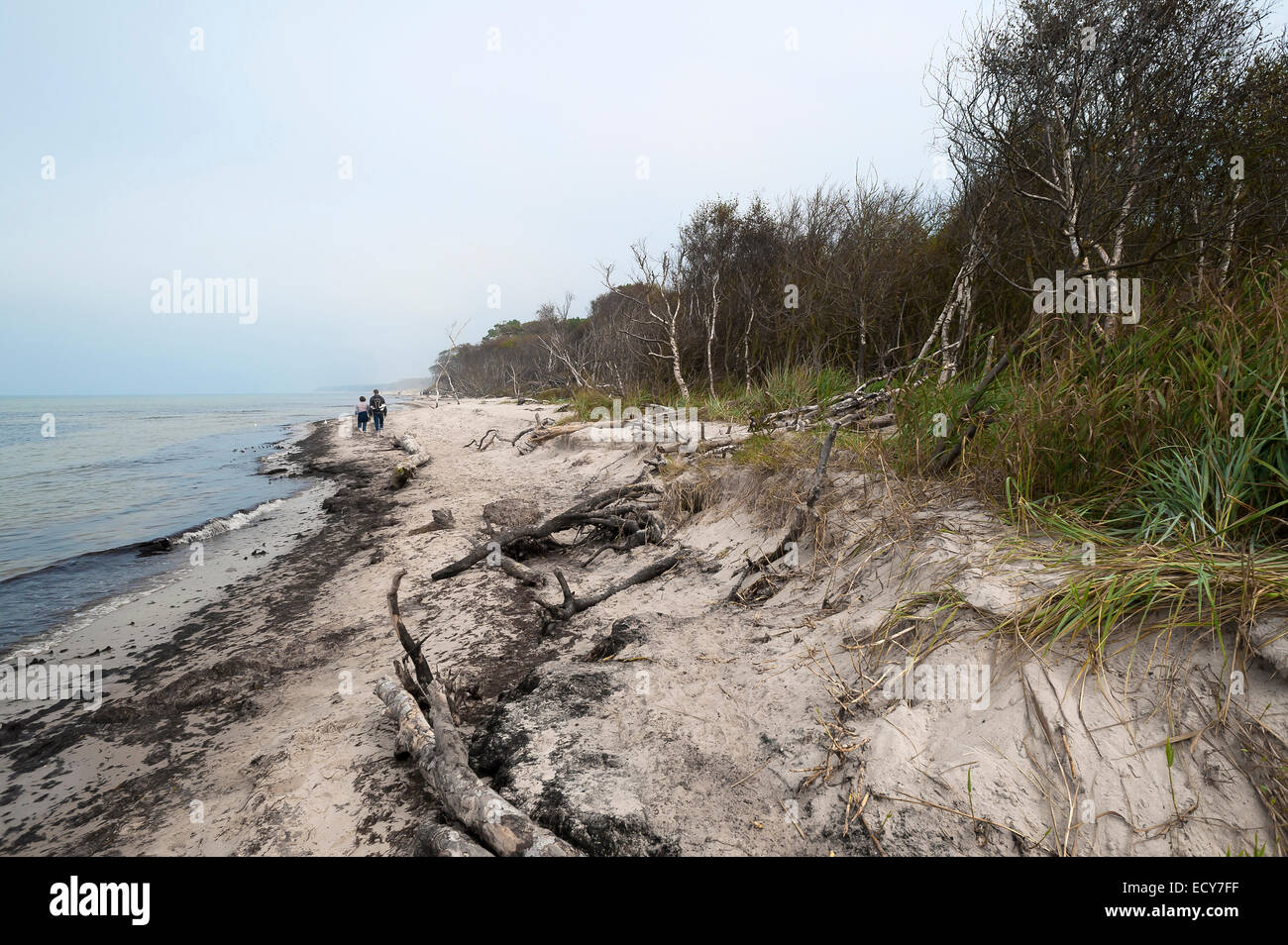 Darßer West Beach mit Wald und Wind gebogenen Bäumen, Ostseestrand, Darß, Mecklenburg-Western Pomerania, Deutschland Stockfoto