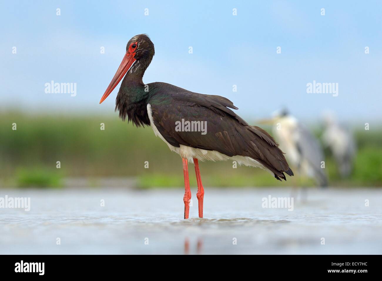 Schwarzstorch (Ciconia Nigra), ruht in einem Fischteich, Nationalpark Kiskunság, Ungarn Stockfoto