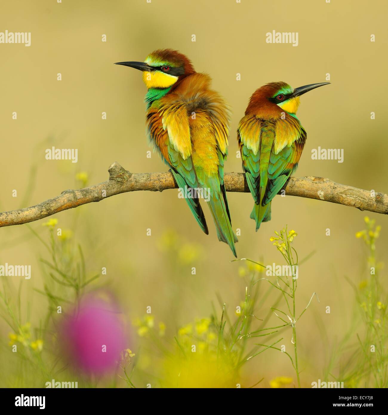 Europäische Bienenfresser (Merops Apiaster), Zuchtpaar thront auf einem Ast auf einer blühenden Wiese, Nationalpark Kiskunság Stockfoto