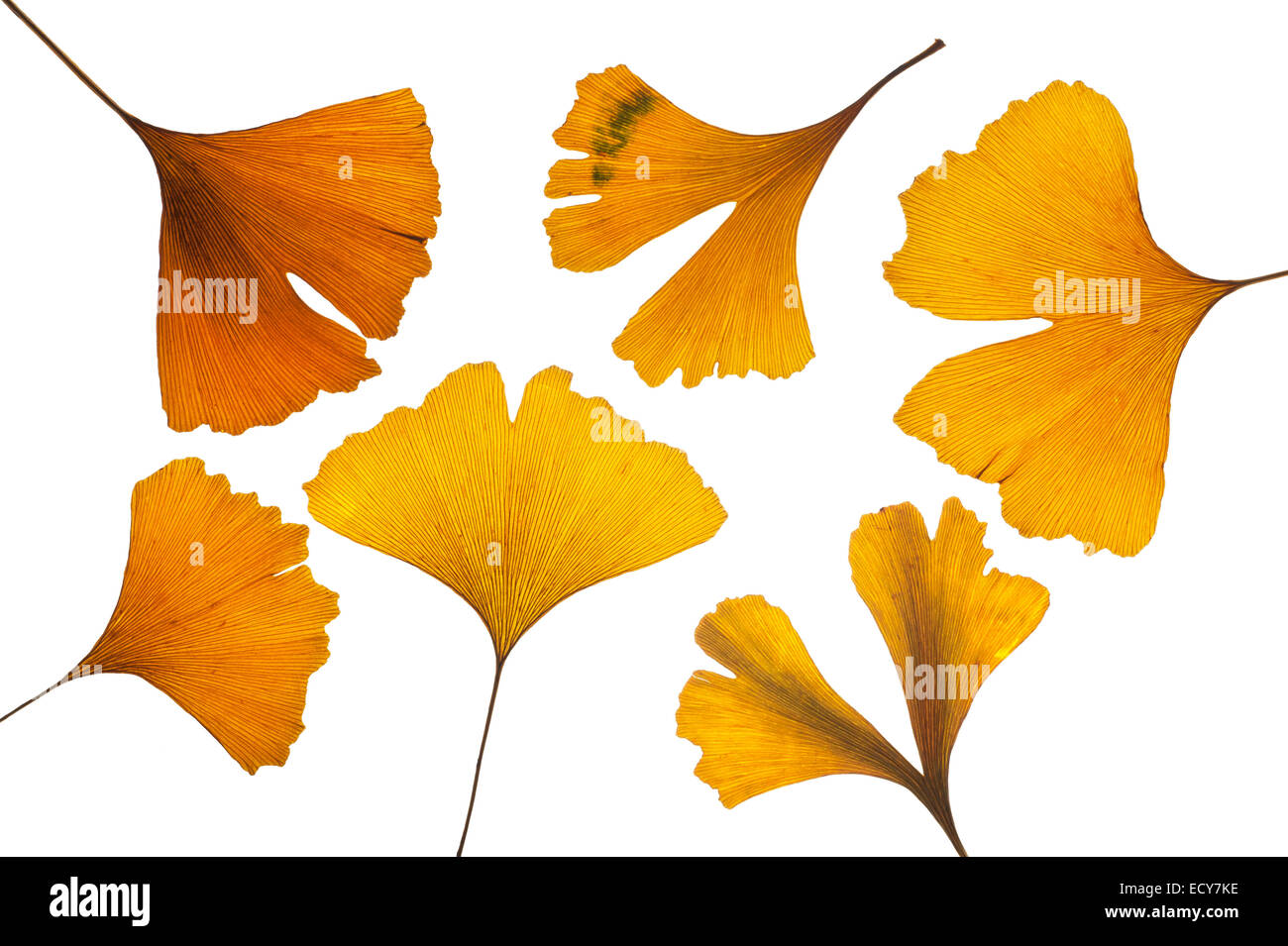 Gelbe Blätter Ginkgo (Ginkgo Biloba) Stockfoto
