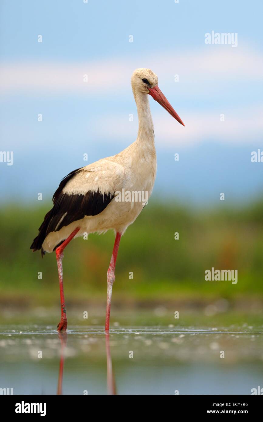 Weißstorch (Ciconia Ciconia) auf Nahrungssuche, Nationalpark Kleinkumanien, Ungarn Stockfoto