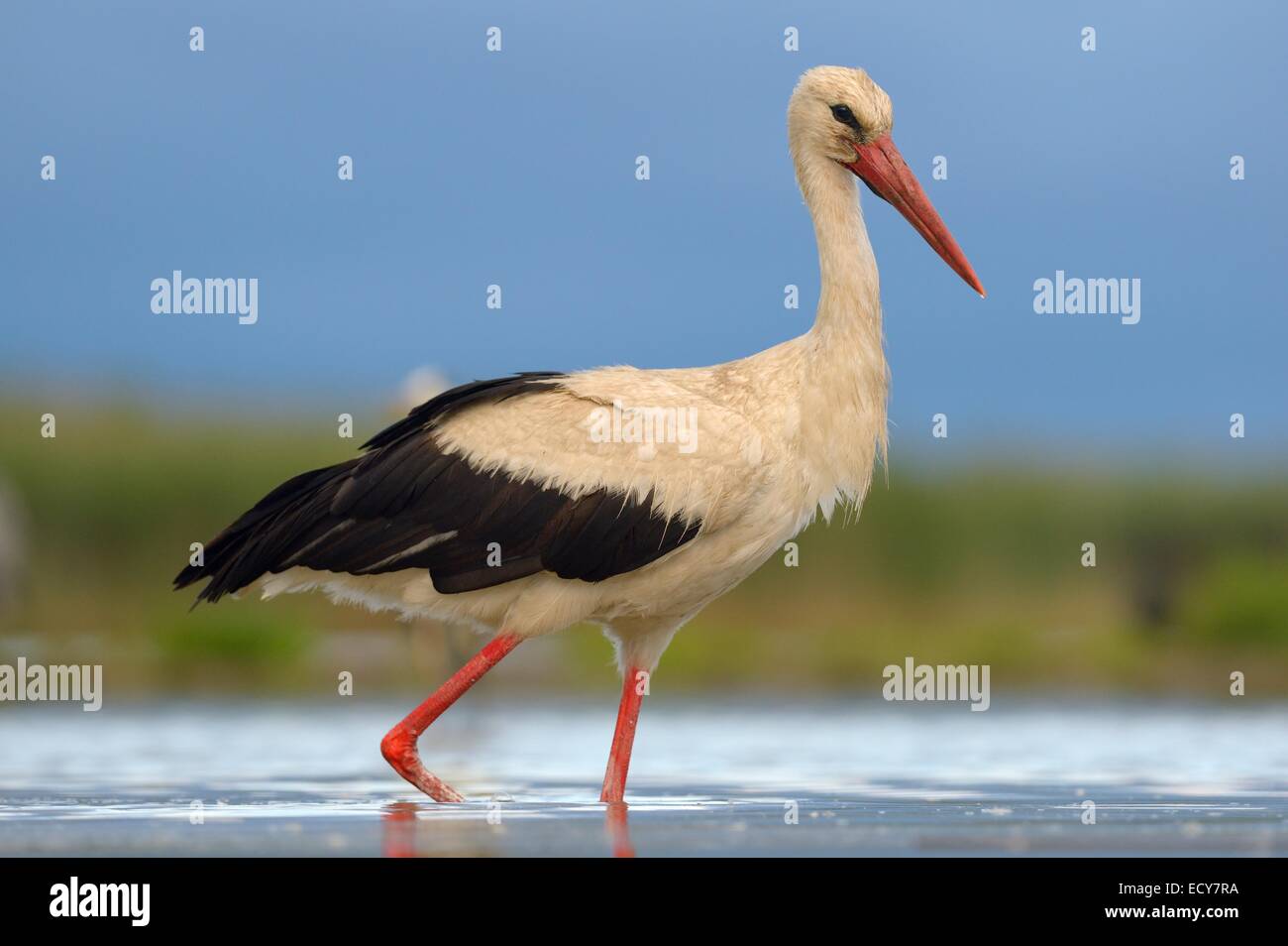 Weißstorch (Ciconia Ciconia) auf Nahrungssuche, Nationalpark Kleinkumanien, Ungarn Stockfoto