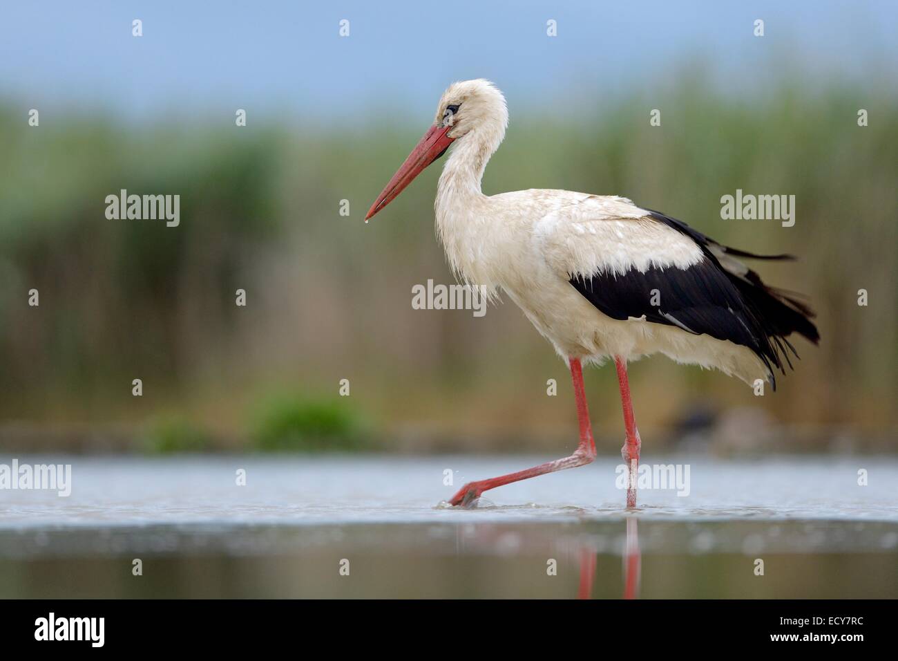 Weißstorch (Ciconia Ciconia) auf Nahrungssuche, Nationalpark Kleinkumanien, Ungarn Stockfoto