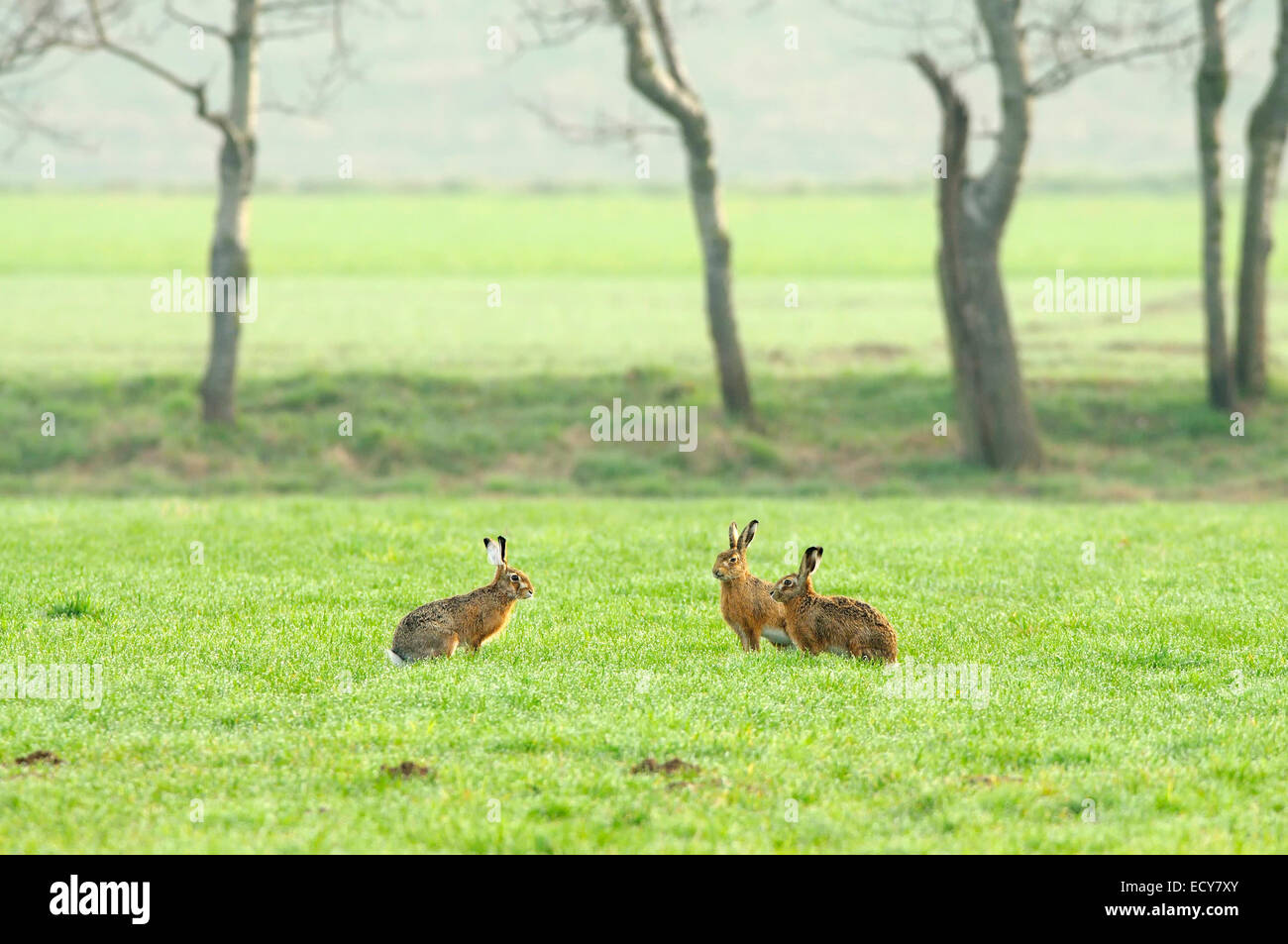 Hasen (Lepus Europaeus) sahen einander in der Paarungszeit in eine Wiese, North Rhine-Westphalia, Deutschland Stockfoto