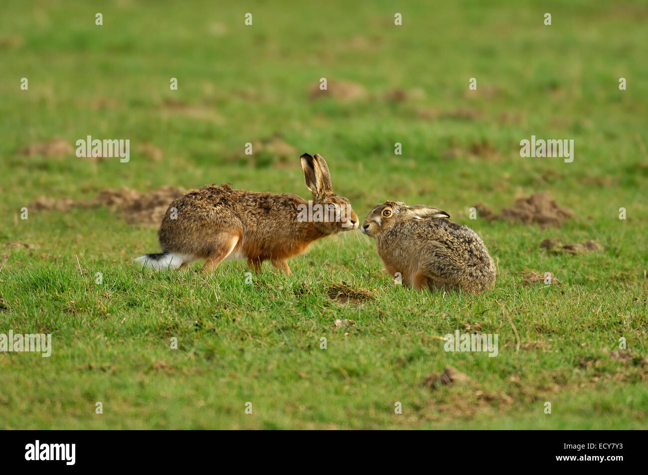 Zwei Hasen (Lepus Europaeus) schnüffeln einander auf einer Wiese in der fügenden Jahreszeit, North Rhine-Westphalia, Deutschland Stockfoto