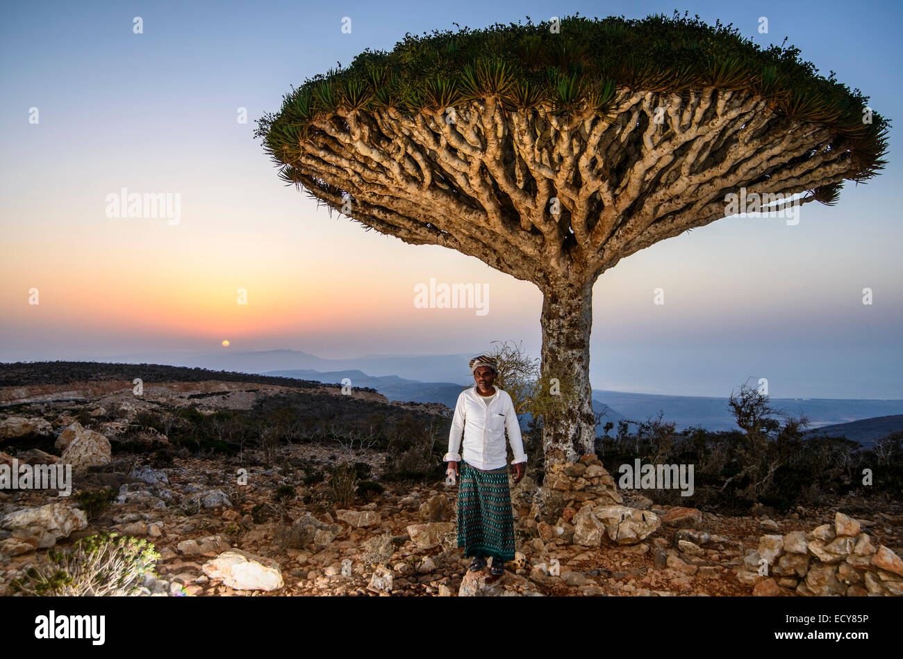 Jemenitische Mann stand vor einem Socotra Drachenbaum oder Blut Drachenbaum (Dracaena Cinnabari), Dixsam Plateau, Sokotra Stockfoto