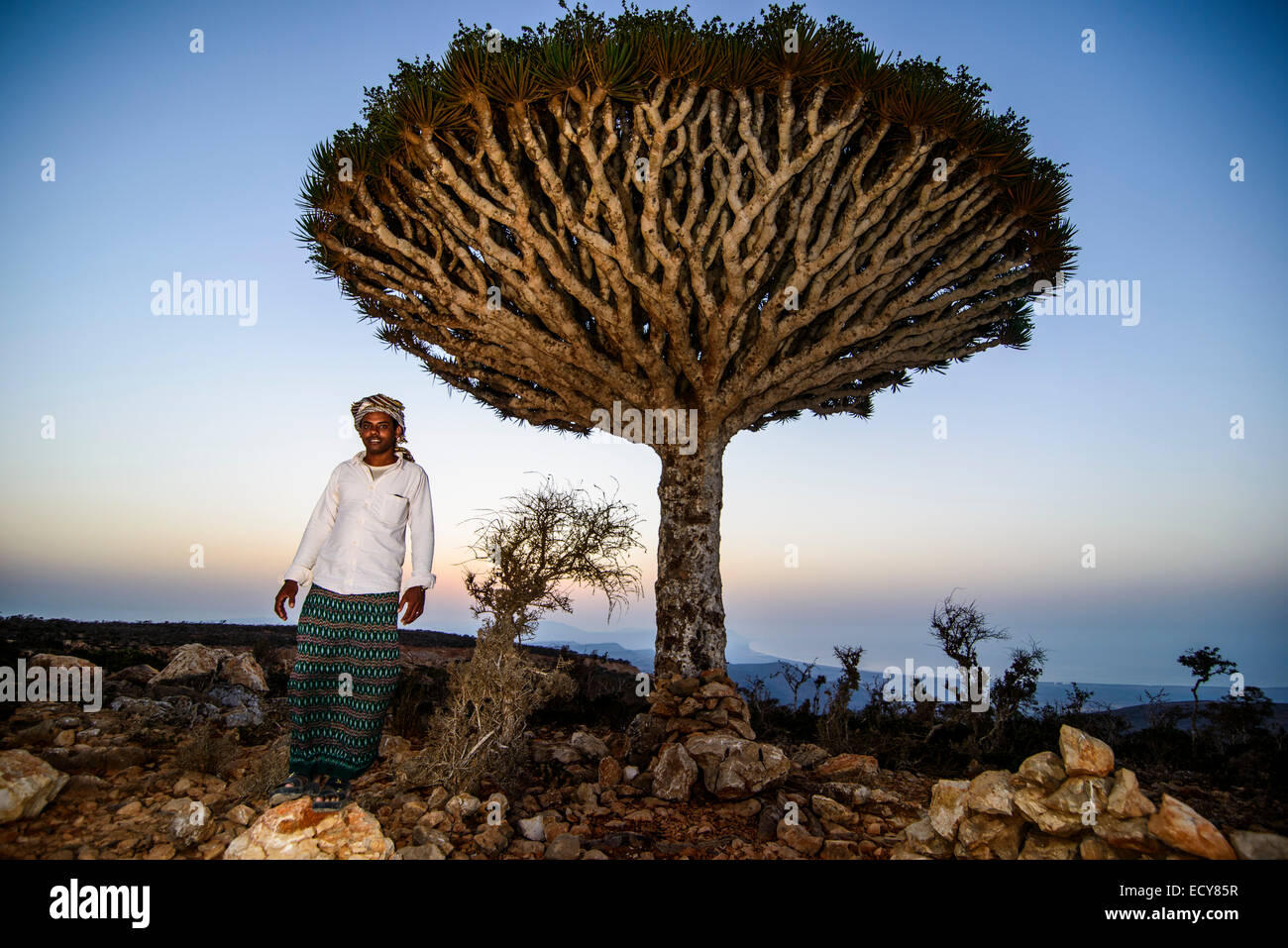 Jemenitische Mann stand vor einem Socotra Drachenbaum oder Blut Drachenbaum  (Dracaena Cinnabari), Dixsam Plateau, Sokotra Stockfotografie - Alamy