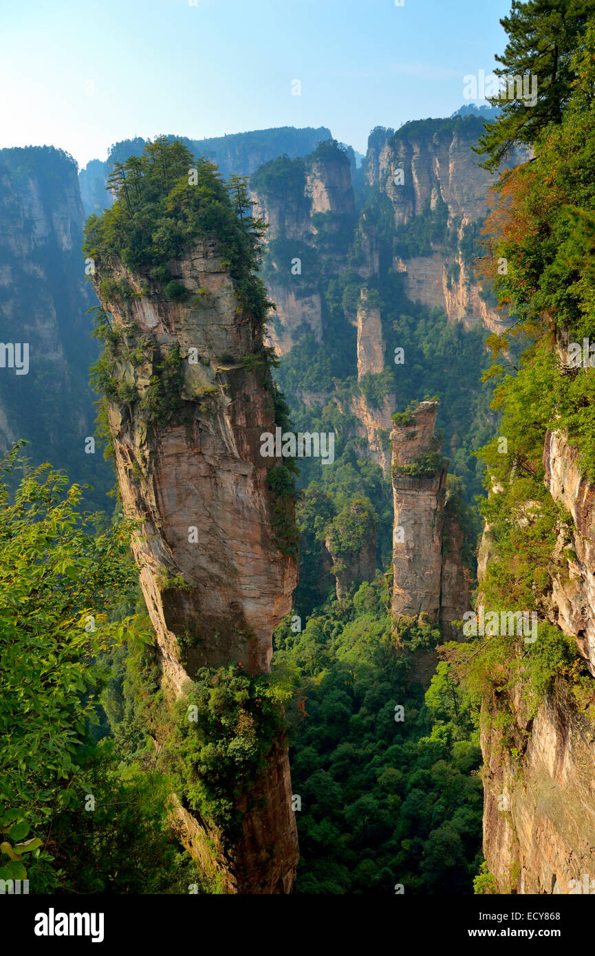 'Avatar' Berge mit vertikalen Quarz Sandstein Felsen, Nationalpark Zhangjiajie, Provinz Hunan, China Stockfoto