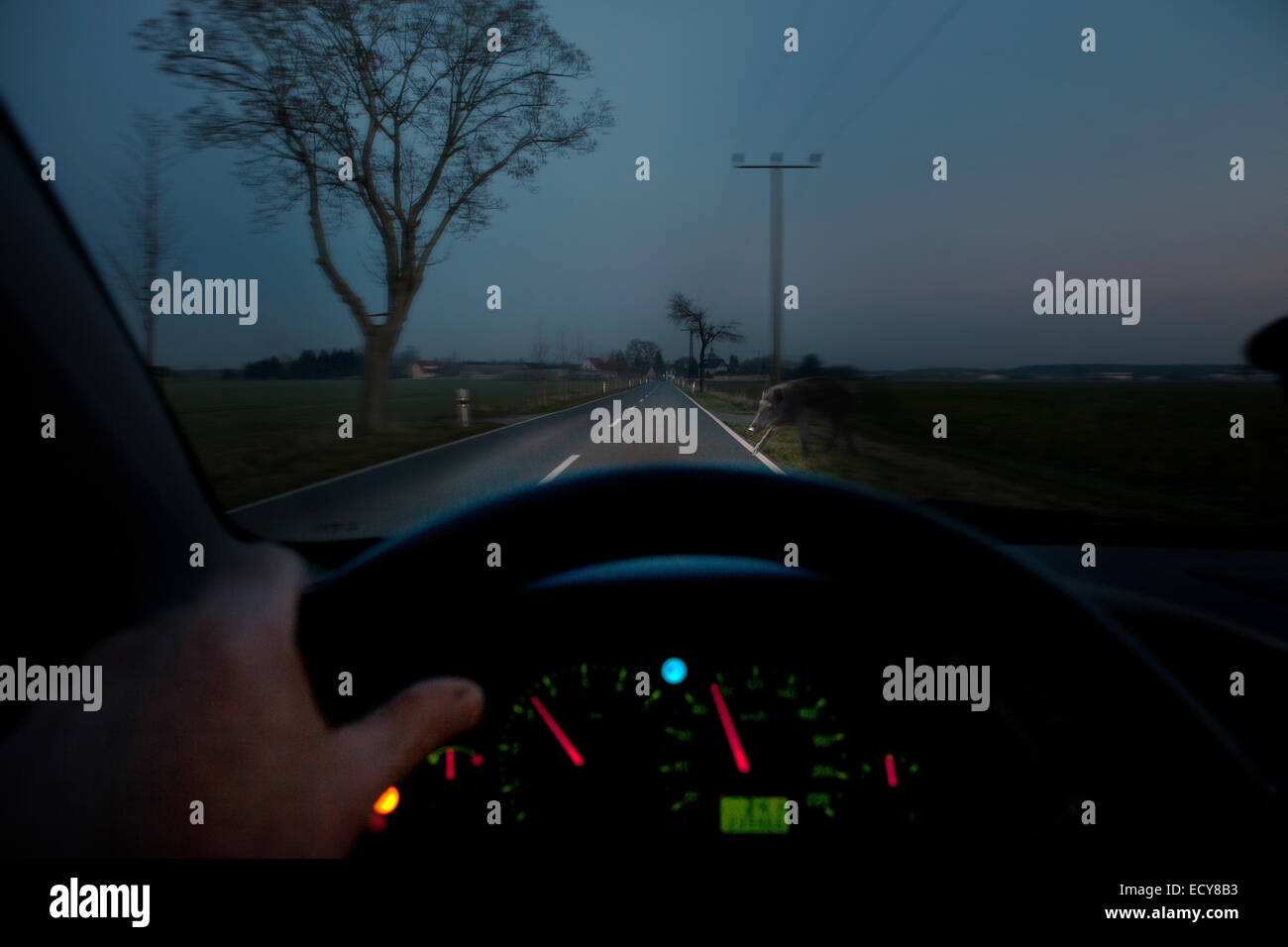 Hirsch-Kreuzung oder tierischen Crossing, ein Wildschwein in den Scheinwerfern eines fahrenden Autos in der Dämmerung erscheinen Stockfoto