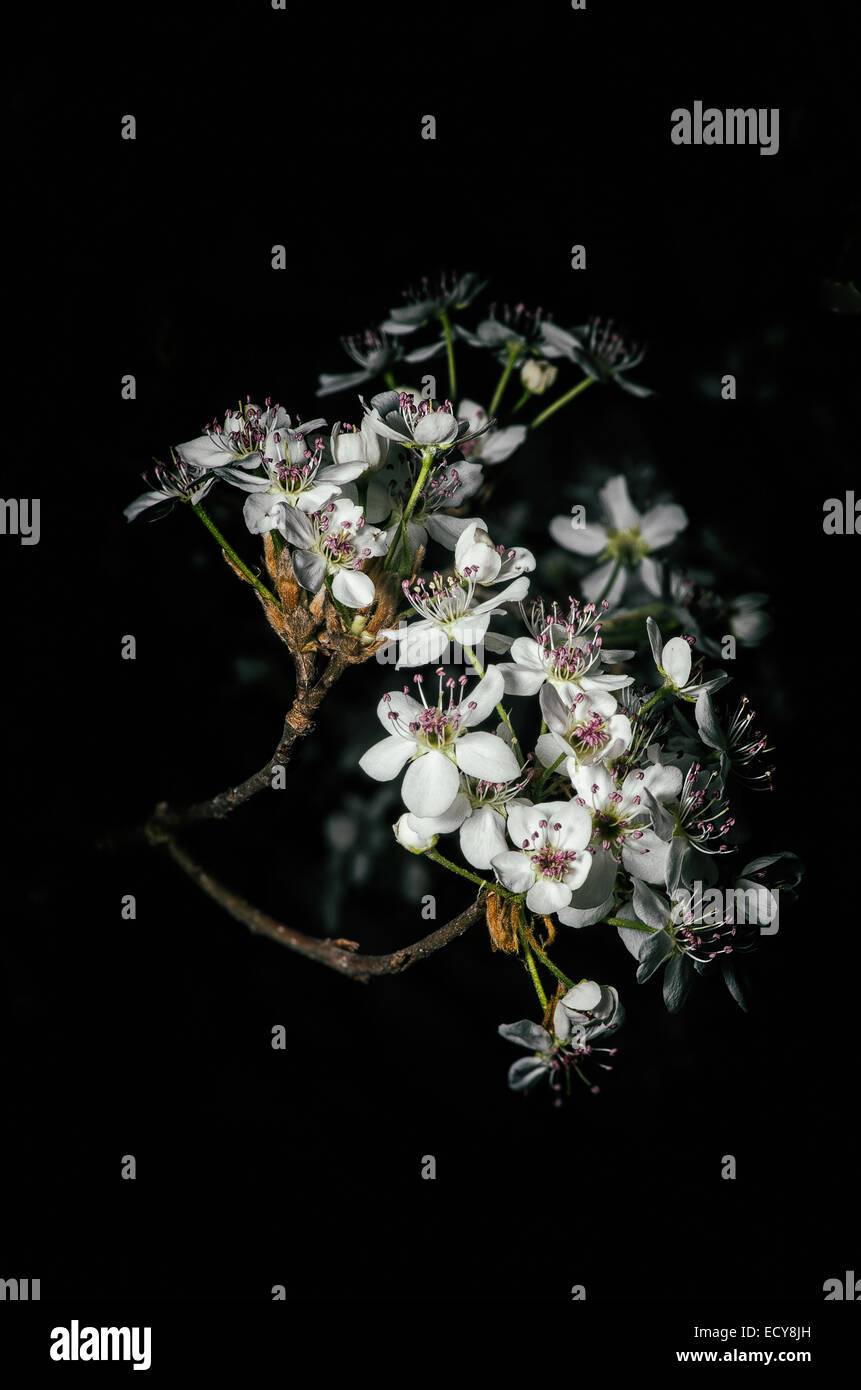 Frühlings-Blüte an einem Baum 1 Stockfoto