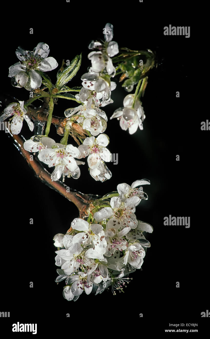Frühlings-Blüte auf einem Baum bedeckt im Eis #1 Stockfoto
