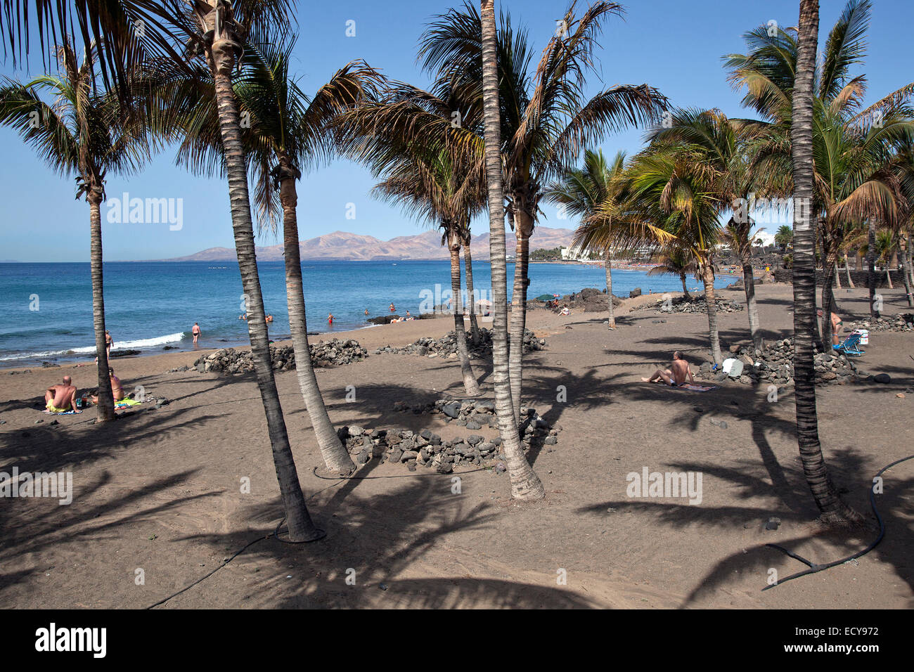 Playa Blanca-Strand, Palmen, Puerto del Carmen, Lanzarote, Kanarische Inseln, Spanien Stockfoto