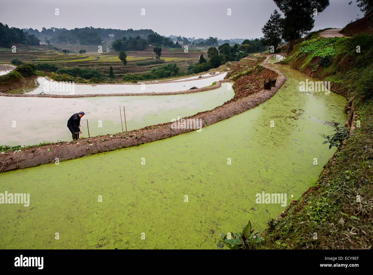 Traditionelle Landwirtschaft in Terrassen, Provinz Sichuan, china Stockfoto
