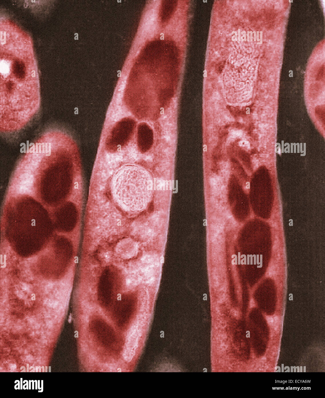 Mikrophotographie von Bacillus Anthracis (Milzbrand) Sporen. Stockfoto