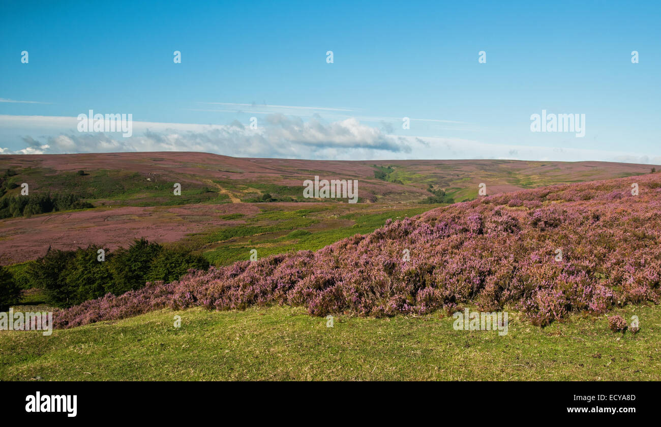 Farbe auf der South Yorkshire Hügellandschaft über die Mauren Stockfoto