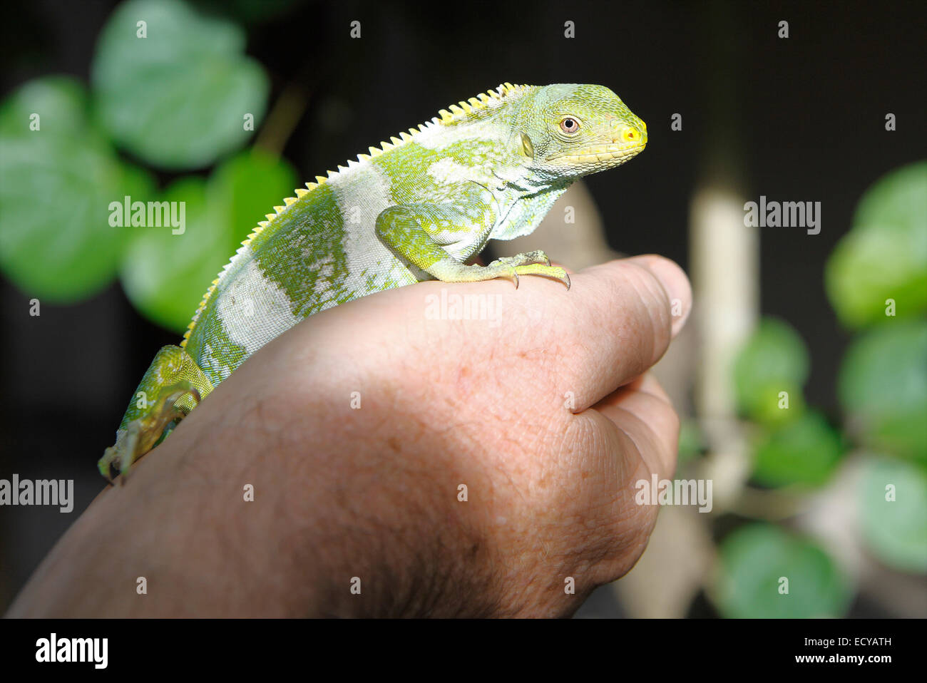 Fidschi gebändert Leguan (Brachylophus Fasciatus) thront auf einer Hand, Malolo Island, Mamanucan Inseln, Fidschi Stockfoto