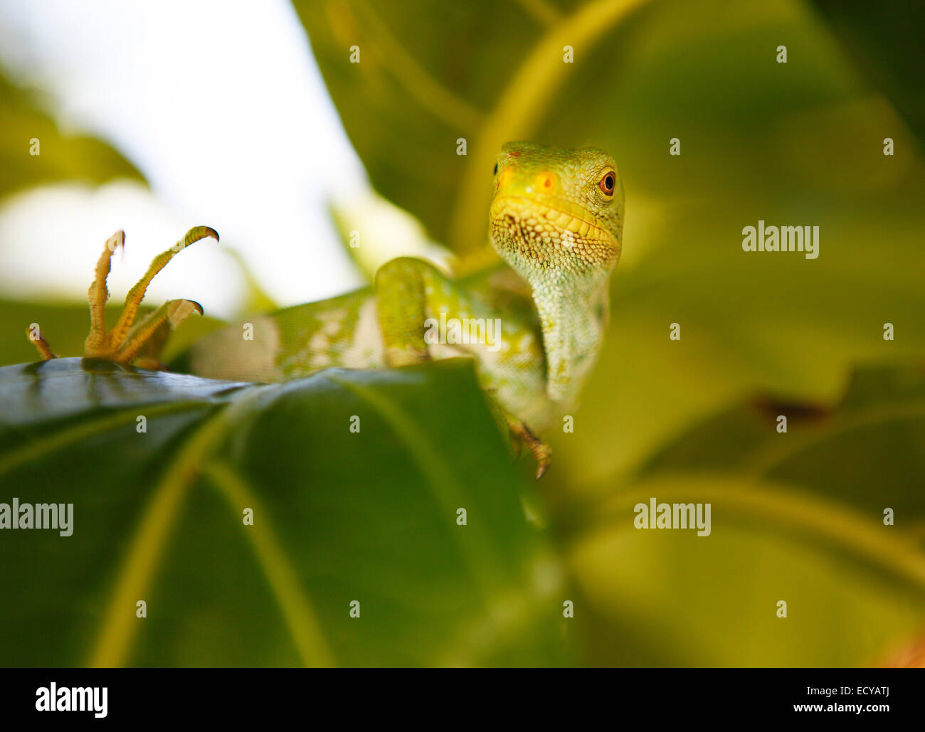 Mamanucan-Inseln, Fidschi, Fidschi gebändert Leguan (Brachylophus Fasciatus), Malolo Island Stockfoto