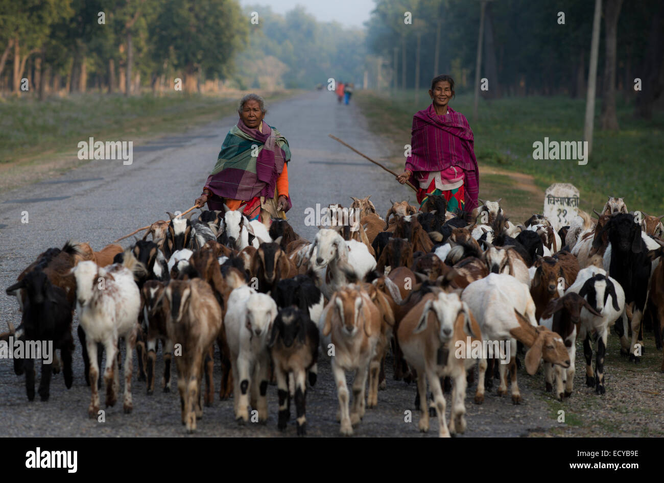 Frauen hüten Ziegen, westlichen Terai Nepals Stockfoto