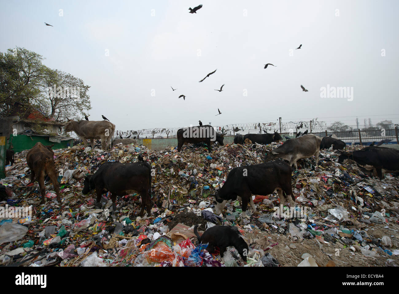 Kuh, die Fütterung auf Straße Deponie, New Delhi, Indien Stockfoto